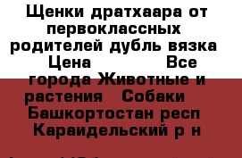 Щенки дратхаара от первоклассных  родителей(дубль вязка) › Цена ­ 22 000 - Все города Животные и растения » Собаки   . Башкортостан респ.,Караидельский р-н